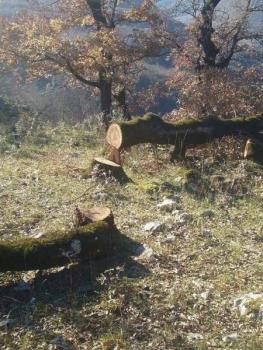 Καταγγελία: Κόβονται δέντρα και δάση στο Πωγώνι 
