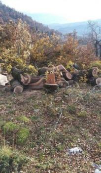 Καταγγελία: Κόβονται δέντρα και δάση στο Πωγώνι 